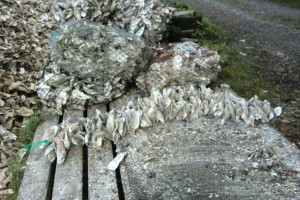 0004-02_養殖筏につるす貝殻 0004-02_養殖筏につるす貝殻